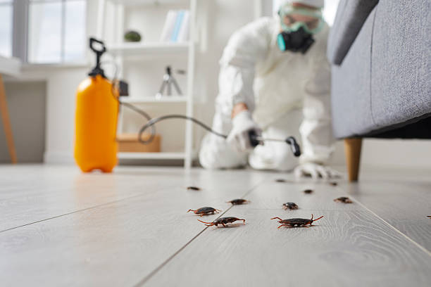 Affordable Termite Control solutions in Sandoval, IL